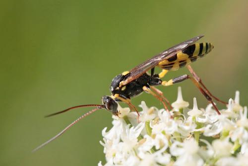 Réf. 294 852 : Amblyteles armatorius